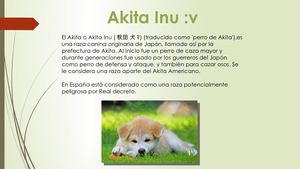 Akita Inu