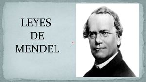 3° Año Leyes De Mendel