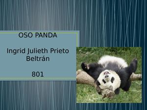 OSOS PANDA
