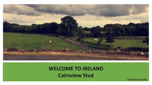 Irlande 2017 Elevage de Irish Cob