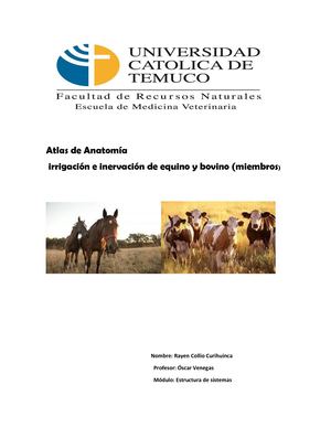 Atlas De Anatomía irrigacion e inervacion