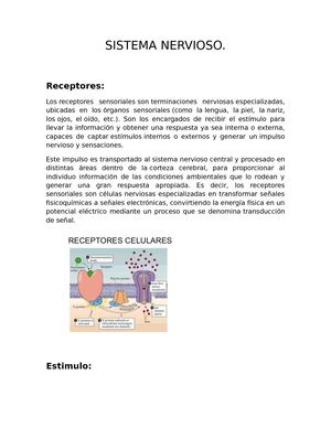Sistema Nervioso Glosario T 4