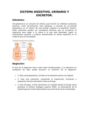 Sistema Digestivo Glosario T5