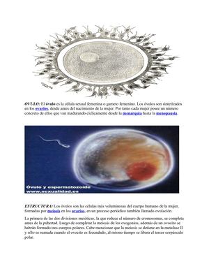OVULO