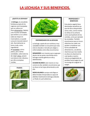 La Lechuga Y Sus Beneficios