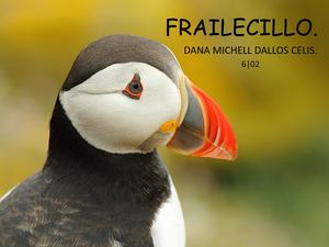 Frailecillo