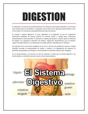 Digestion