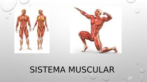 Sistema Muscular