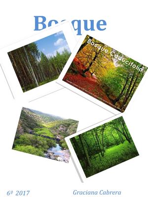 Revista Bosque Graciana 6º