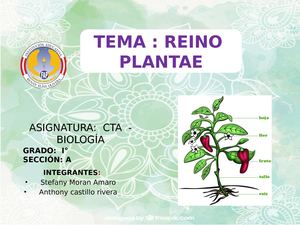 Reino Plantae Plantilla