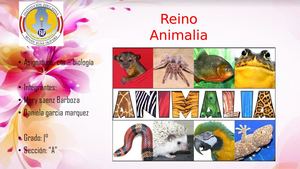 Reino Animalia