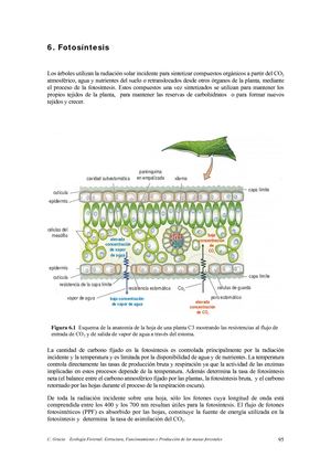 Fotosíntesis Pdf