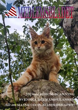 mirakelkammen ragdoll