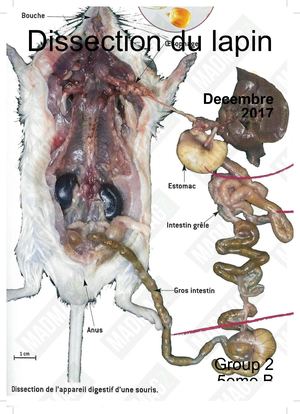 La Dissection Dun Lapin 1234