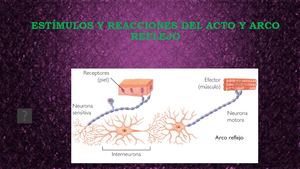 Estímulos Y Reacciones Del Acto Y Arco Reflejo