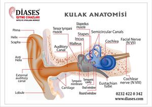 Diases Kulak Anatomisi