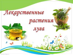 Лекарственные растения луга