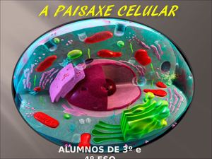 Maquetas Da Célula Mitose Meiose