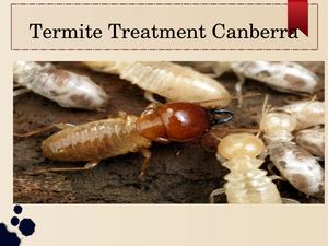 Termite Treatment Canberra