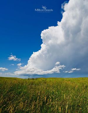 2018 Millborn Catalog