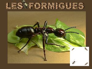 Les Formigues