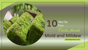 10 Not So Fun Facts About Mold And Mildew (Slide)