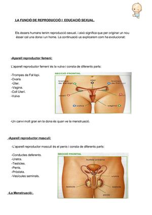 Grup D'experts Reproducció