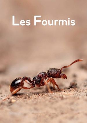 Les fourmis - ARNONE-S 20
