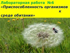 Приспособленность организмов к среде обитания. Л.Р. 9кл