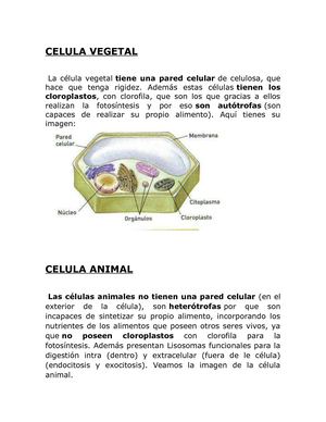 Celula Animal Y Vegetal