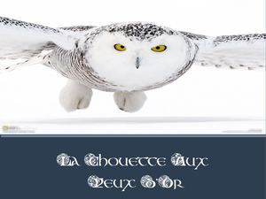 Exposé Harfang Des Neiges