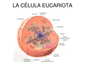 La Celula Eucariota