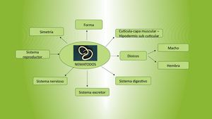 Nematodos Ppt 1de Marzo 2018