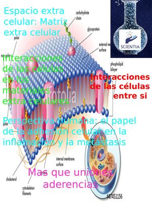 Mas Que Uniones Adherentes