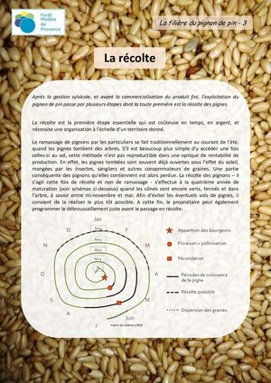 3 - La Filiere Du Pin Pignon : Recolte