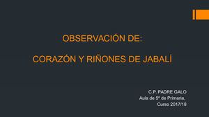 Corazón Y Riñones De Jabalí