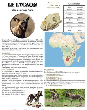 Le Lycaon