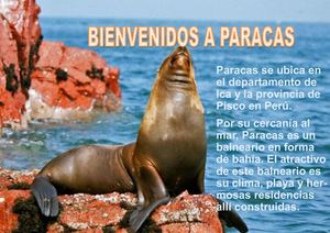 Paracas