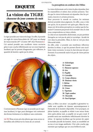 La Vision Du Tigre