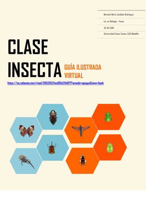 Clase Insecta
