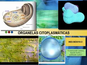 Organelas Citoplasmàticas