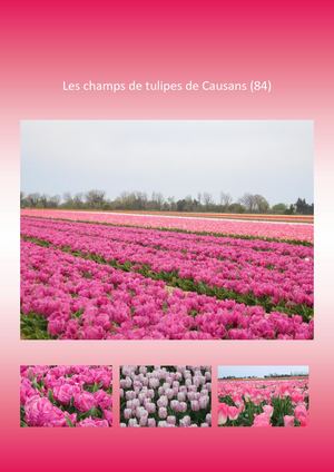 Champs De Tulipes De Causans !