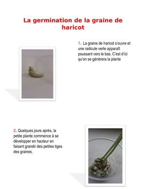 La Germination De L'haricot