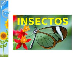 Insectos Primavera