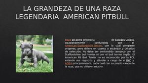 La Grandeza De Una Raza Legendaria American Pitbull
