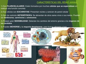 Reino Animal