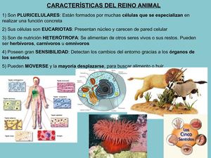 Reino Animal