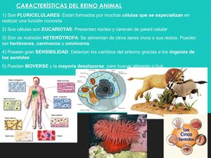Reino Animal