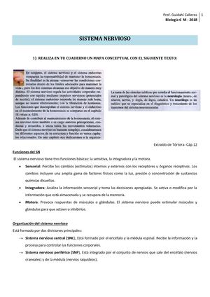 Teórico Sistema Nervioso