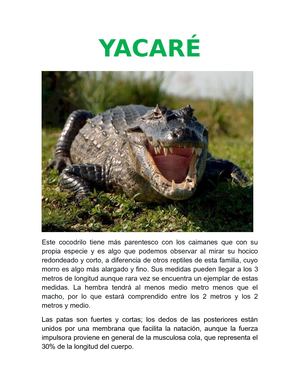 Yacaré: Especia autóctona